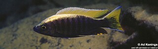 Copadichromis sp. &#39;virginalis gold&#39; Nkanda Copadichromis sp. &#39;virginalis yellow crest&#39; Nkanda