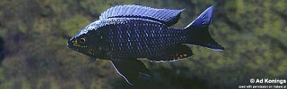 Copadichromis sp. 'virginalis kajose' Kirondo.jpg
