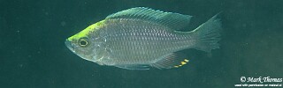 Copadichromis sp. &#39;virginalis namalenje&#39; Namalenje Island