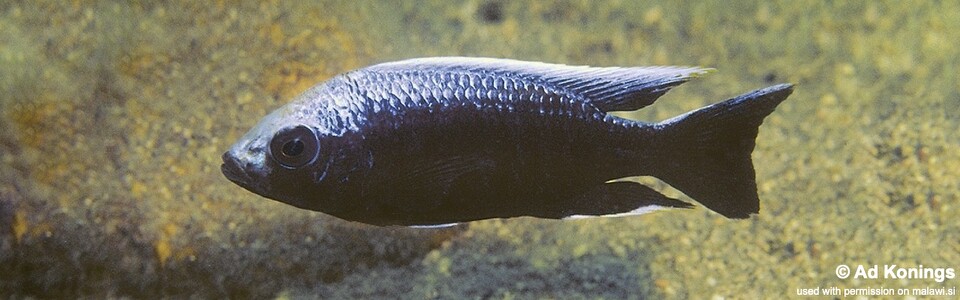 Copadichromis trewavasae 'Msisi'