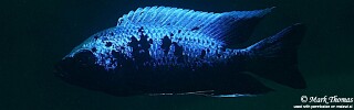 Copadichromis trewavasae 'Magunga'.jpg