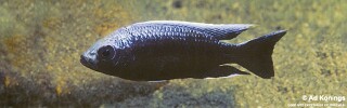 Copadichromis trewavasae 'Msisi'.jpg