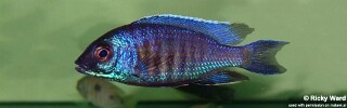 Copadichromis verduyni 'Mbamba Bay'.jpg