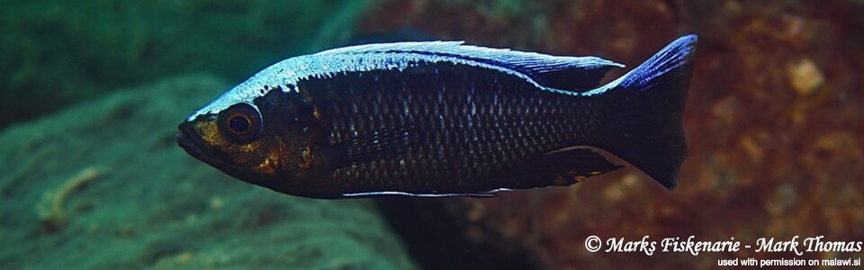Copadichromis virginalis 'Cape Kaiser'
