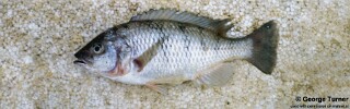 Corematodus shiranus 'Monkey Bay'.jpg