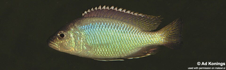 Corematodus taeniatus 'Chemwezi Rocsk'