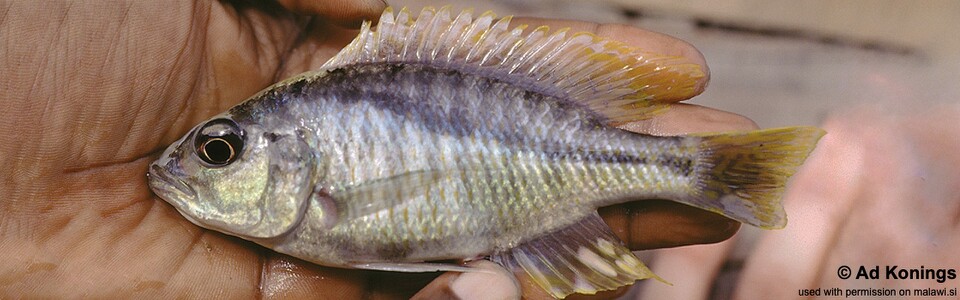 Corematodus taeniatus 'Narungu Bay'