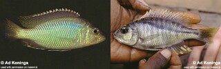 Corematodus taeniatus