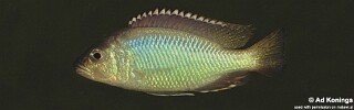Corematodus taeniatus 'Chemwezi Rocks'.jpg