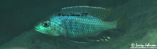 Corematodus taeniatus 'Mazinzi Reef'.jpg