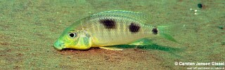 Ctenopharynx nitidus 'Malopa'.jpg