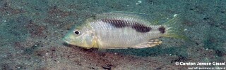 Ctenopharynx nitidus 'Mdowa'.jpg