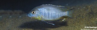 Ctenopharynx pictus 'Likoma Island'.jpg