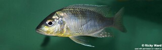 Ctenopharynx pictus.jpg