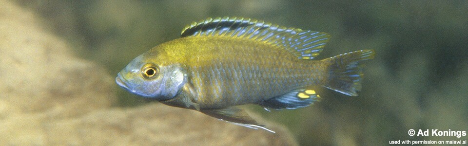 Cyathochromis obliquidens 'Cobwe'
