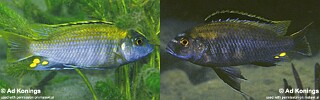 Cyathochromis obliquidens