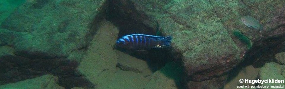 Cynotilapia afra 'Masinje'