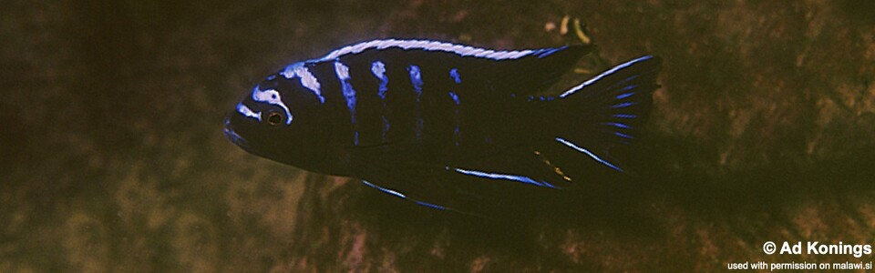 Cynotilapia afra 'Meponda'
