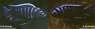 Cynotilapia afra