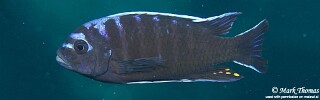 Cynotilapia afra 'Chiwi Rocks'.jpg