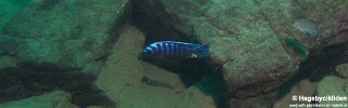 Cynotilapia afra 'Masinje'.jpg