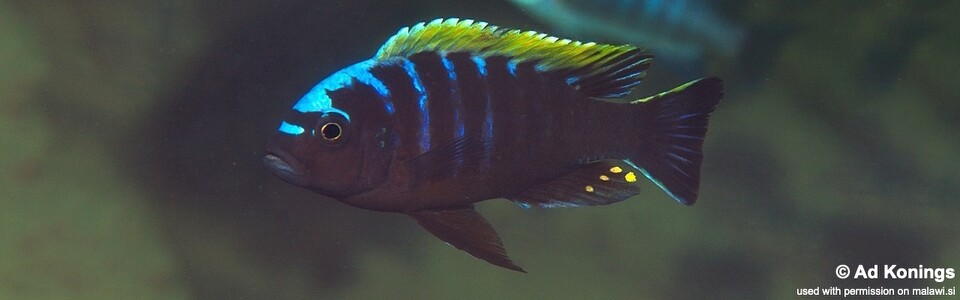 Cynotilapia aurifrons 'Lundu'