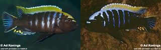 Cynotilapia aurifrons
