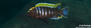 Cynotilapia aurifrons 'Luwino Reef'.jpg