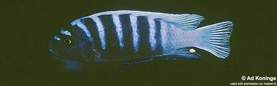 Cynotilapia sp. 'blue black' Chinyamwezi Island
