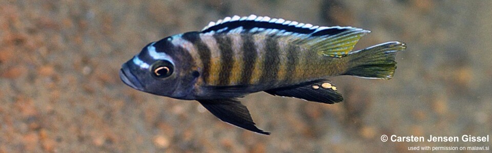 Cynotilapia sp. 'deep skov' Three Peaks Reef