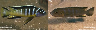 Cynotilapia sp. 'elongatus chitimba' Chitimba Bay! (Deep).jpg