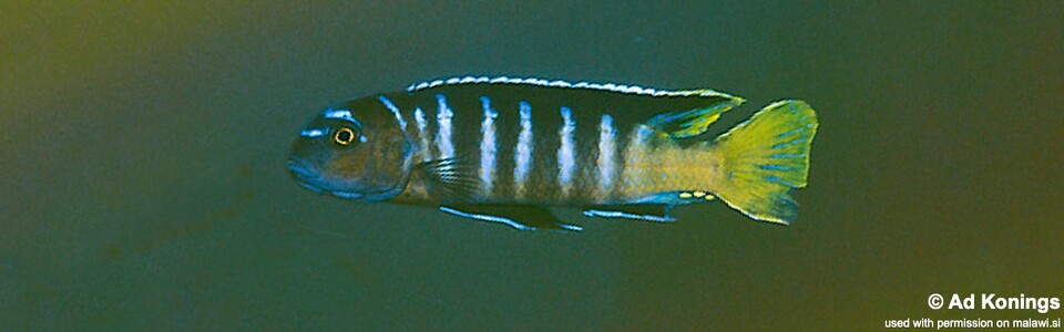 Cynotilapia sp. 'elongatus mbenji blue' Mbenji Island