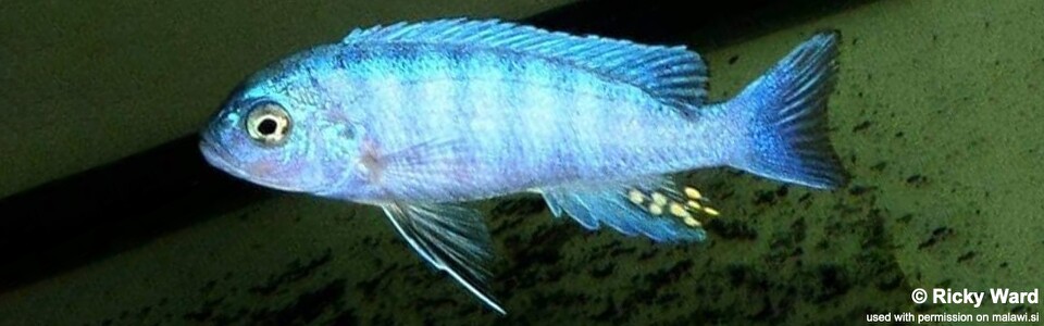 Cynotilapia sp. 'iwera' Manda