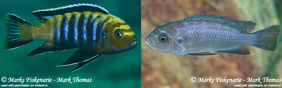 Cynotilapia sp. 'lion' Cape Kaiser