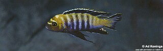 Cynotilapia sp. 'lion' Magunga.jpg