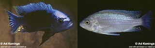 Cynotilapia sp. 'maleri' Nakantenga Island.jpg