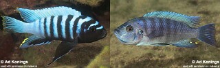 Cynotilapia sp. &#39;chinyankwazi&#39; Chinyankwazi Island