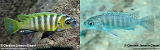 Cynotilapia sp. 'lion ntekete' Border.jpg