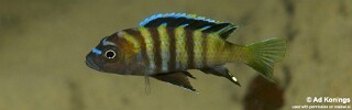 Cynotilapia sp. 'lion ntekete' Malopa.jpg