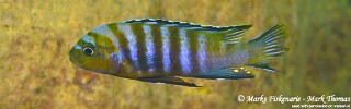 Cynotilapia sp. 'lion' Manda.jpg