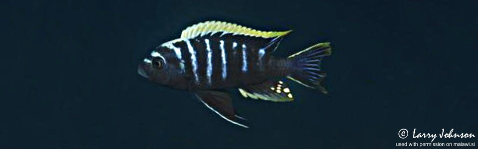 Cynotilapia zebroides 'Chiofu'