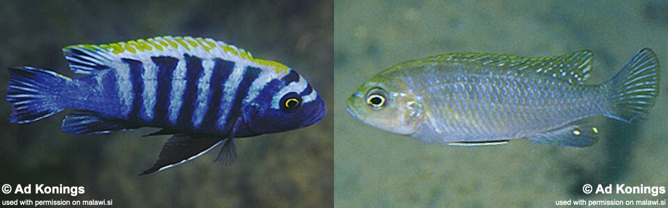 Cynotilapia zebroides 'Hai (Chimate) Reef'