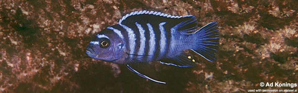 Cynotilapia zebroides 'Kakusa'