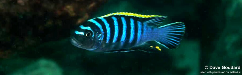 Cynotilapia zebroides 'Machili Island'
