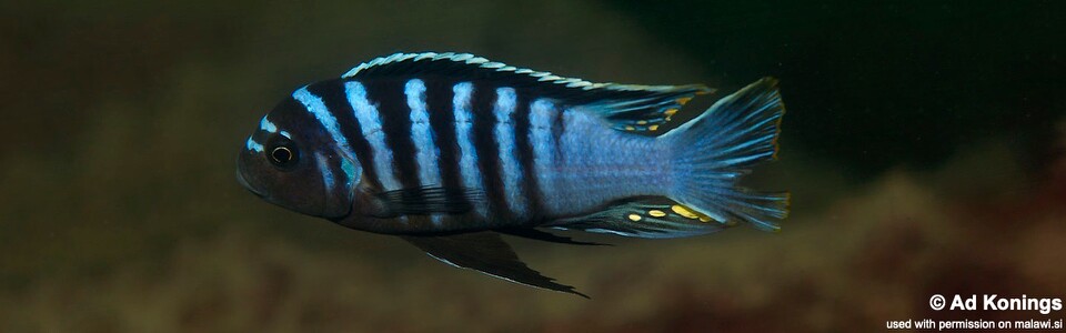 Cynotilapia zebroides 'Maison Reef'