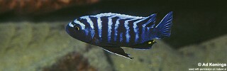 Cynotilapia zebroides 'Chiloelo'.jpg
