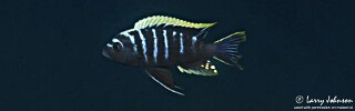 Cynotilapia zebroides 'Chiofu' .jpg
