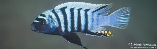 Cynotilapia zebroides 'Chitende Cove'.jpg