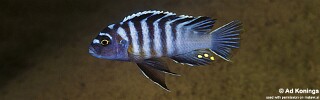 Cynotilapia zebroides 'Ikombe'.jpg