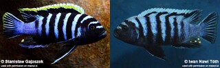 Cynotilapia zebroides 'Likoma Island'.jpg